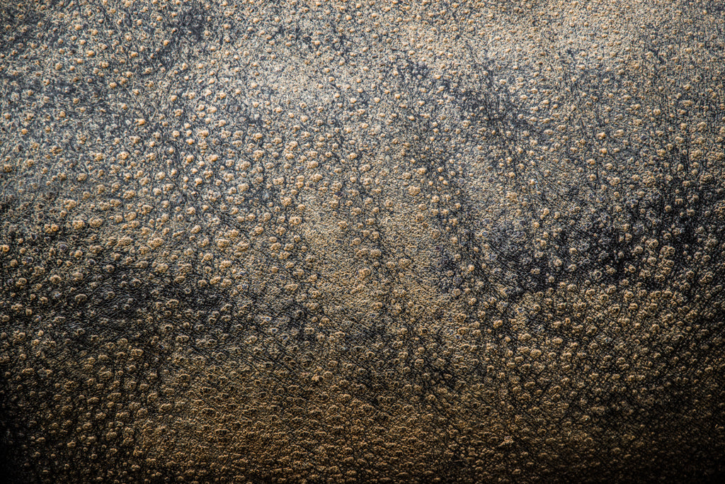 Rhino