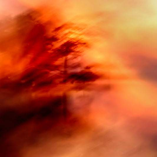 Fire Tree