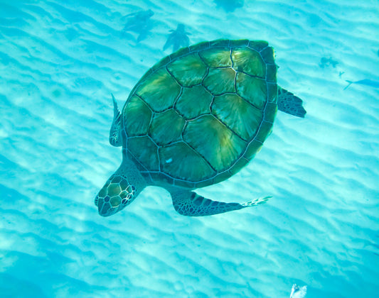 Turtle